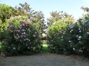 Oleander in the South of Italy