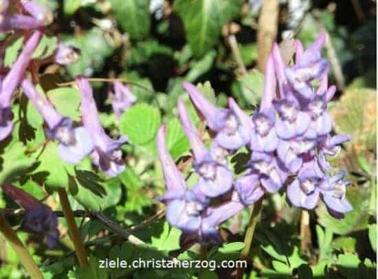Purple bellflowers